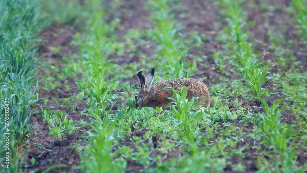 one European hare (Lepus europaeus) runs across a young corn field and looks for food in Hanover, Lower Saxony, Germany, Europe one European hare (Lepus europaeus) runs across a young corn field and looks for food in Hanover, Lower Saxony, Germany, Europe