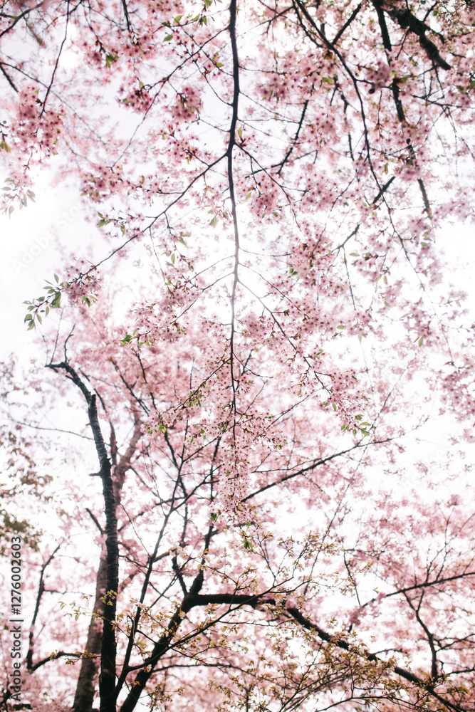 Sakura blossoms in Japan, serene beauty of cherry trees Sakura blossoms in Japan, serene beauty of cherry trees