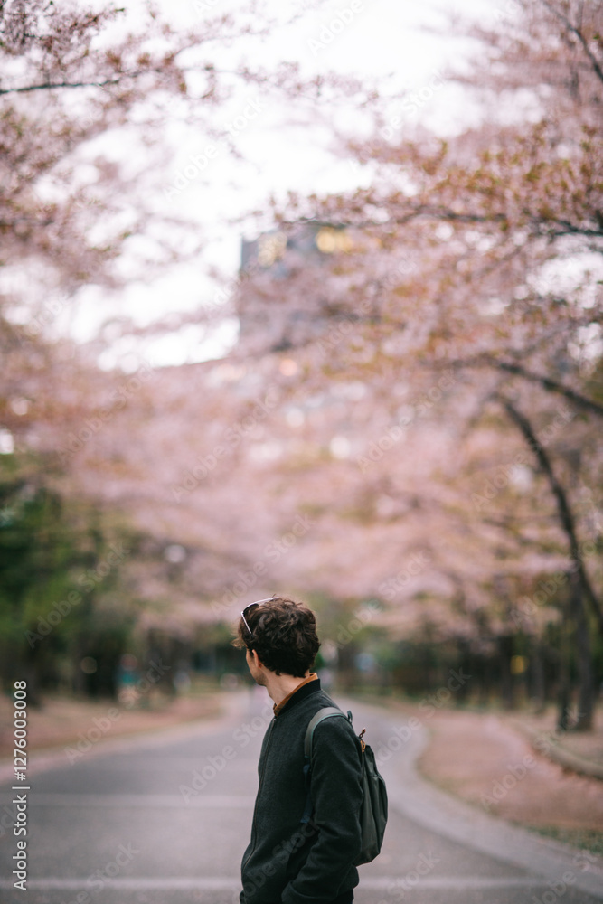 Cherry Blossom Season in Japan, Man Admiring Sakura Trees Cherry Blossom Season in Japan, Man Admiring Sakura Trees