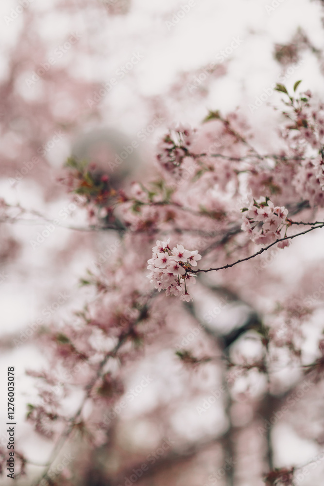 Sakura Blossoms in Japan, A Celebration of Spring's Beauty Sakura Blossoms in Japan, A Celebration of Spring's Beauty