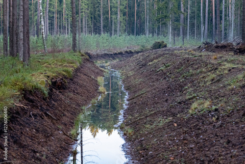 a small stream in drainage ditch flows through a coniferous forest in the spring