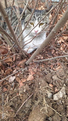 cat in the garden