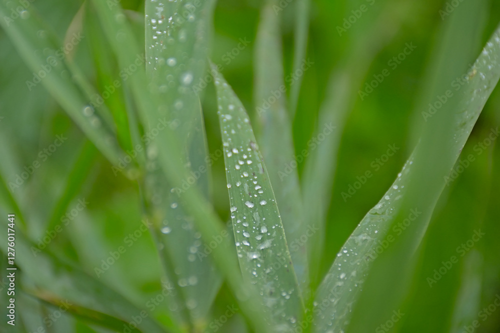 Green nature background of raindrops on grass blades, selective focus ith bokeh background Green nature background of raindrops on grass blades, selective focus ith bokeh background