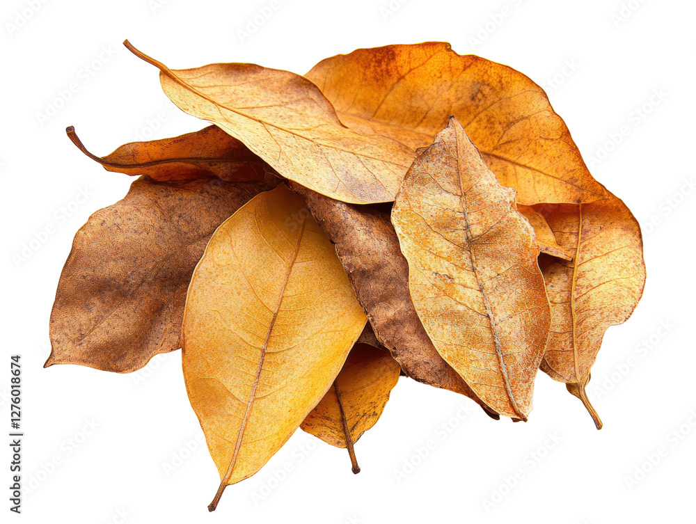 Isolated Pile of Dried Leaves Isolated Pile of Dried Leaves