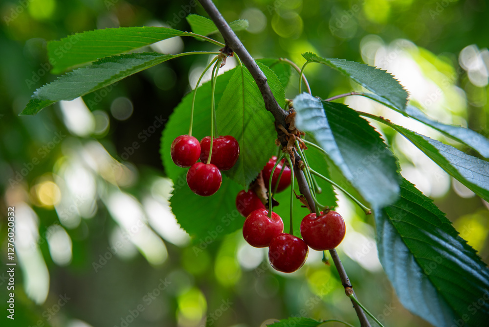 Obraz premium Glossy sweet cherries growing on the branch of tge fruit tree in the garden. Bokeh effect, spots of daylight. Summer fresh food. June berry harvesting.