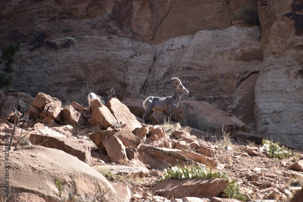 Wild goat standing on rocky terrain in a desert landscape. Colorado National Monument, USA Wild goat standing on rocky terrain in a desert landscape. Colorado National Monument, USA