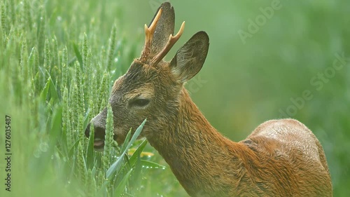one Adult male roebuck walks through a green wheat field at sunrise and eats juicy ears of grain in Hanover, Lower Saxony, Germany, Europe
