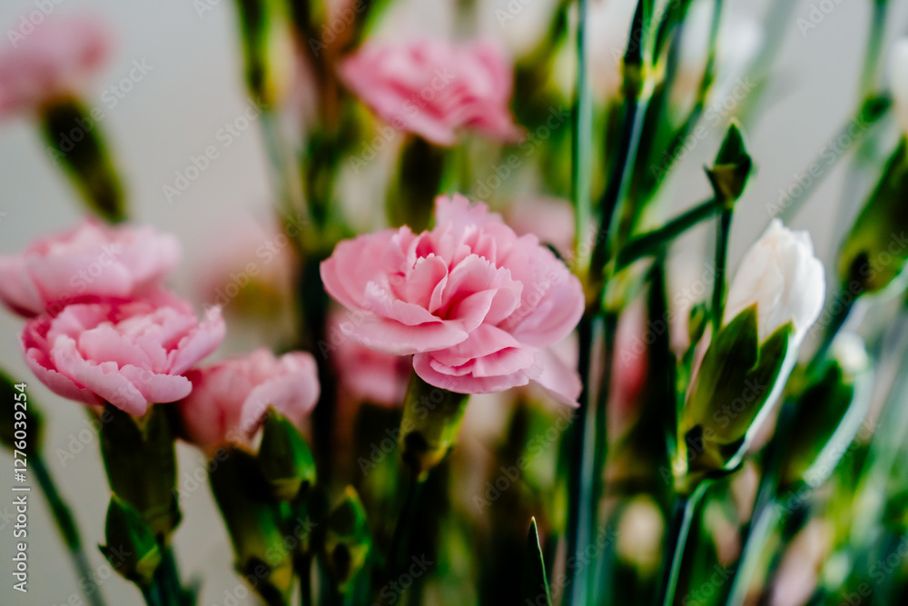 Beautiful pink and white flowers on a white background. Beautiful pink and white flowers on a white background.