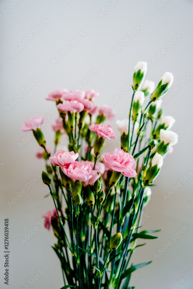 Beautiful pink and white flowers on a white background. Beautiful pink and white flowers on a white background.