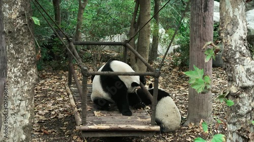 There are three giant panda Ali in Chengdu Panda Base, Sichuan Province, China