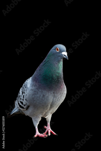 Pigeon on a black background