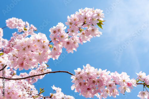 Japanese cherry blossom tree in full bloom