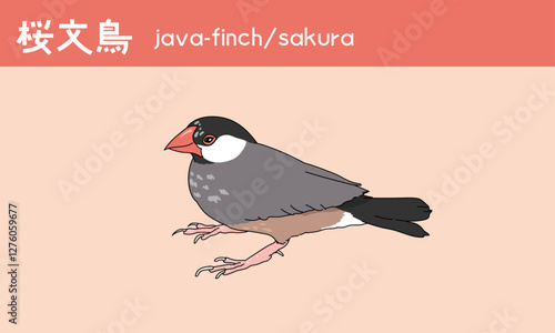文鳥　桜文鳥　鳥　小鳥　Java finch