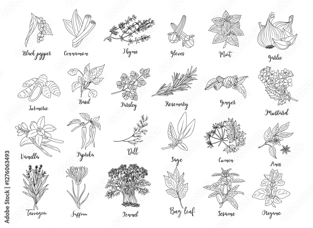 Naklejka premium Set of Herbs and spices hand drawn vector illustrations. Food sketch. Cooking plants. Labeling and packaging design. Spice and herbs black and white monochrome drawing isolated