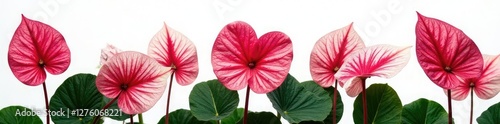 Wallpaper Mural Stunning caladium leaves on a crisp white background, isolated, flora Torontodigital.ca