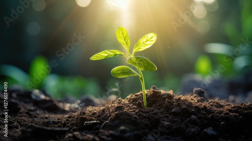 sunlight seeds planting