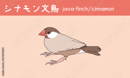 文鳥　シナモン文鳥　鳥　小鳥　Java finch