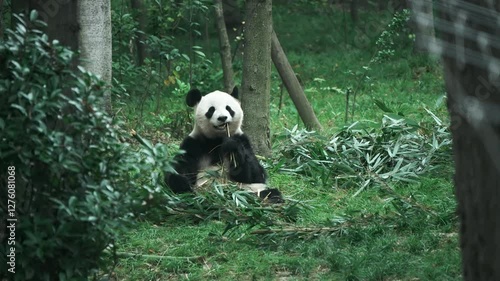 Sakurbang, a giant panda at Chengdu Panda Base in Sichuan Province, China