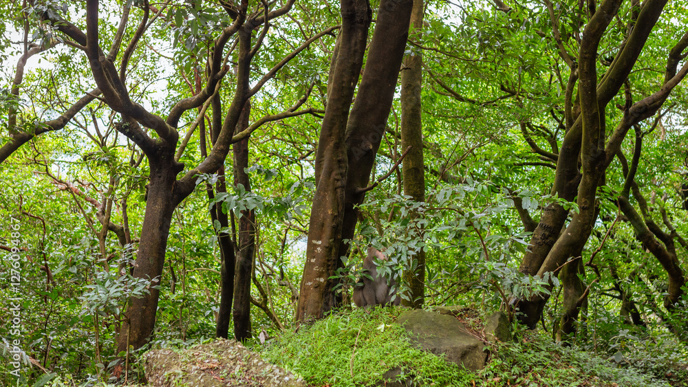 Dense Tropical Forest with Tall Twisting Trees and Wild Monkey Amidst Lush Green Foliage in Taiwan
