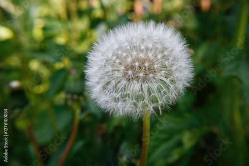 Obraz na płótnie fluffy white dandelion heads w salonie