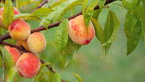 The peach - Prunus persica  - is a fruit bearing  tree. Red, ripe peaches with juicy yellow flash  in the orchard.