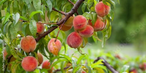 The peach - Prunus persica  - is a fruit bearing  tree. Red, ripe peaches with juicy yellow flash  in the orchard.