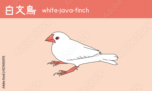 文鳥　白文鳥　鳥　小鳥　Java finch