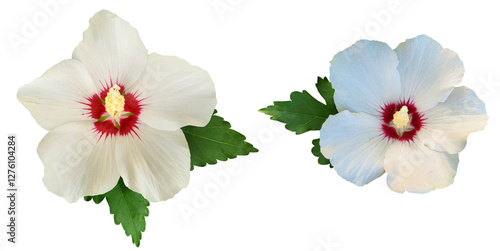 Cuadro en lienzo White with red heart rose of Sharon flower, Althea (Hibiscus Syriacus) isolated