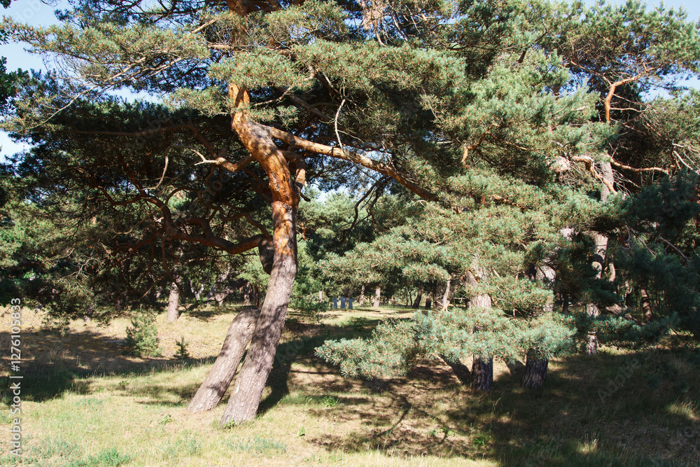 windbent pine trees in the forest