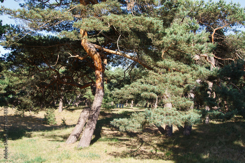 Obraz na płótnie windbent pine trees in the forest w salonie