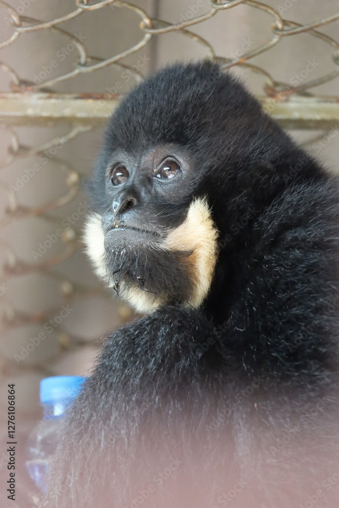 Obraz premium sad monkey