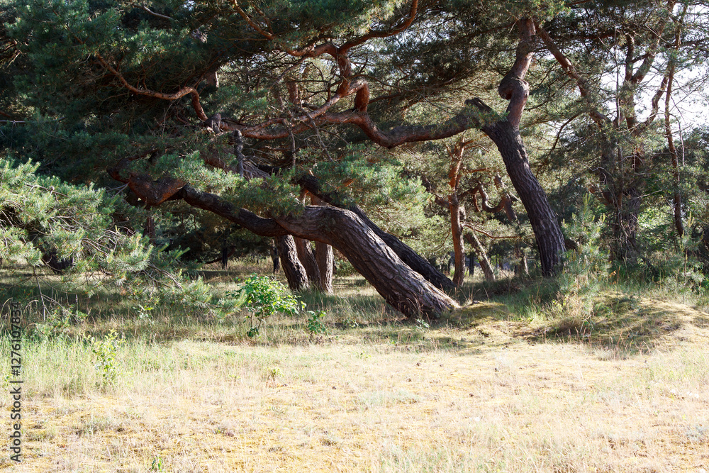 windbent pine trees in the forest