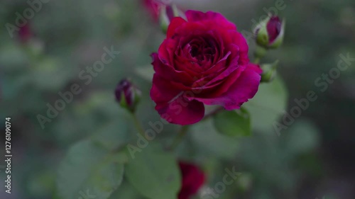 purple and red English roses in the garden