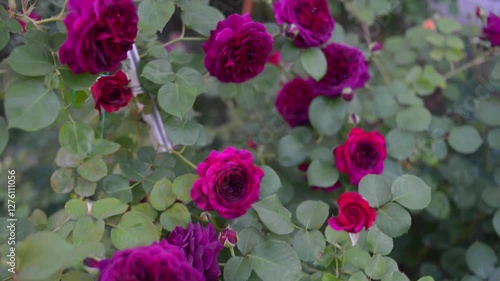 purple and red English roses in the garden