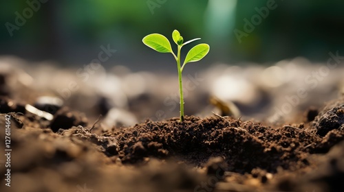 growth plant seedling