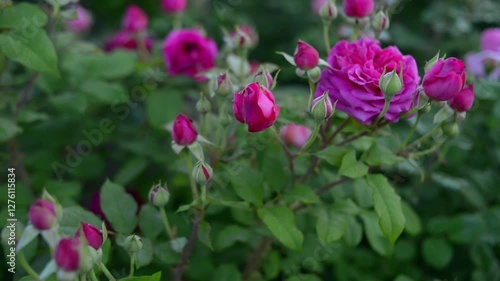 purple and red English roses in the garden