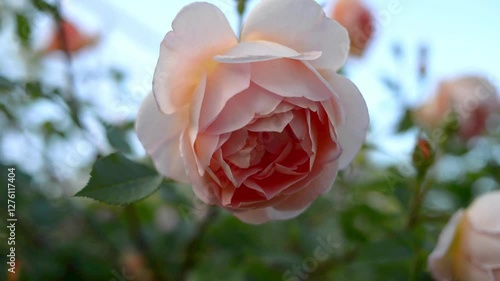 peach english rose in the garden