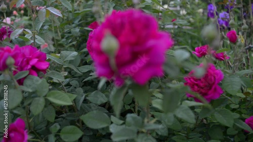 pink and purple flowers rose