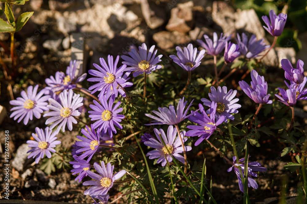 Beautiful anemone flowers in sunny garden. Purple anemone blanda spring flowers in urban garden. Homestead lifestyle Beautiful anemone flowers in sunny garden. Purple anemone blanda spring flowers in urban garden. Homestead lifestyle