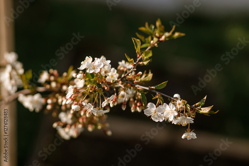Blooming cherry tree branch close up in sunny spring garden. Homestead lifestyle. Cherry flowers in urban organic garden