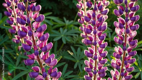 Slow Motion Pink Lupine Flowers Swaying in a Garden – Vibrant Blossoms in Soft Sunlight, Lush Green Foliage, Serene Floral Landscape, Tranquil Nature Scene, Blooming Spring Aesthetic, Gentle Breeze 
