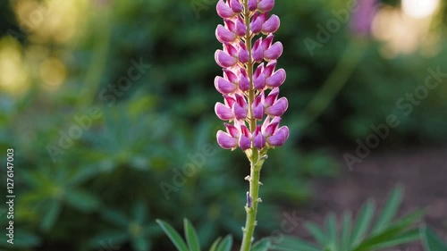 Slow Motion Pink Lupine Flowers Swaying in a Garden – Vibrant Blossoms in Soft Sunlight, Lush Green Foliage, Serene Floral Landscape, Tranquil Nature Scene, Blooming Spring Aesthetic, Gentle Breeze 