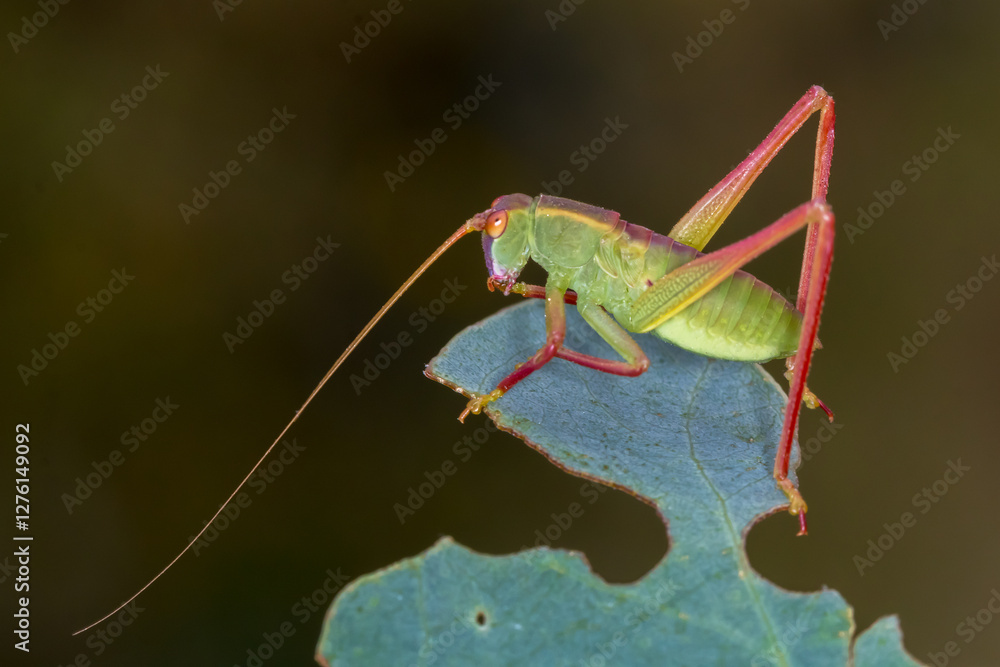Fototapeta premium Side Profile of a Green Katydid with Red Legs on a Leaf
