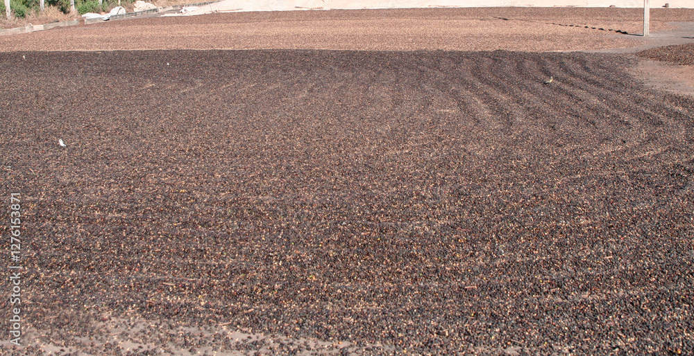 Obraz premium Coffee drying on coffee farm yard