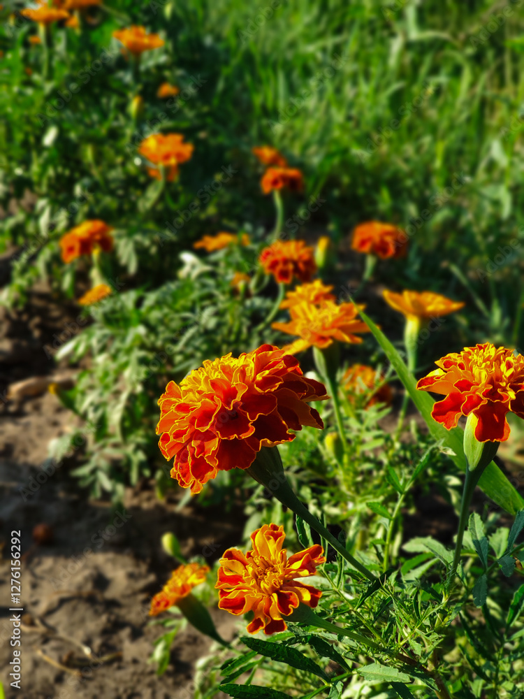 orange flowers in the garden, marigolds orange flowers in the garden, marigolds