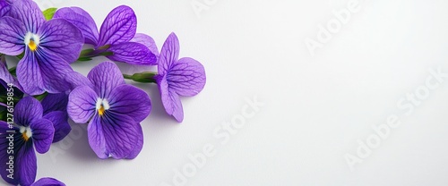 Wallpaper Mural Fresh violet flower gently placed on left, open copy space Torontodigital.ca