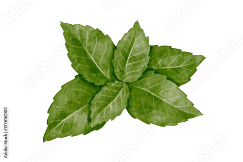 Green leaves of fresh, fragrant mint.Vector graphics.