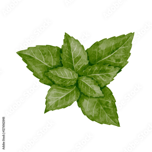 Green leaves of fresh, fragrant mint.Vector graphics.