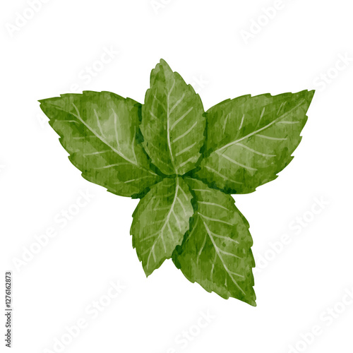 Green leaves of fresh, fragrant mint.Vector graphics.