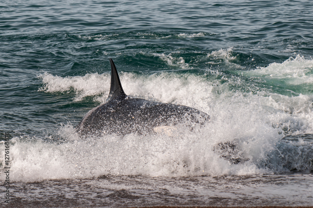Naklejka premium Killer Whale, Orca, hunting a sea lions , Peninsula Valdes, Patagonia Argentina